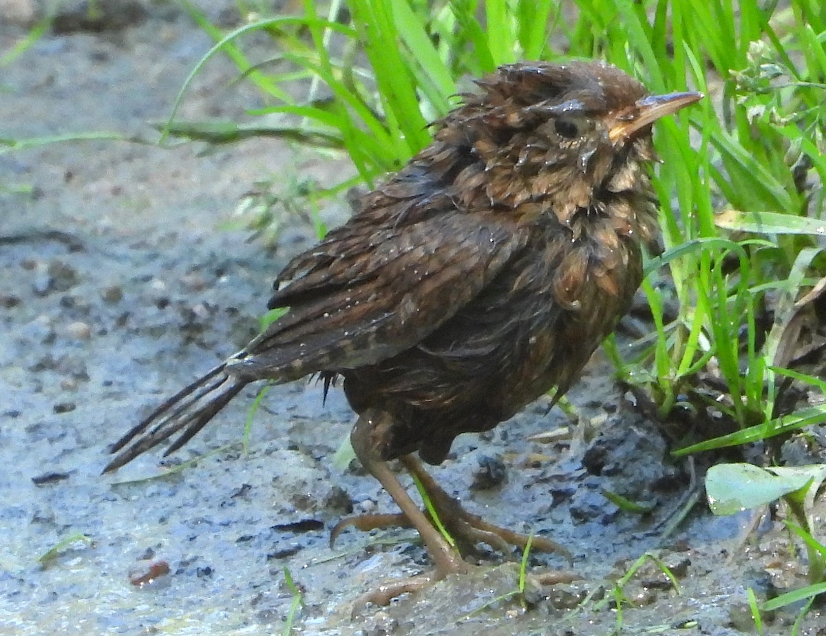 Winter Wren - ML640967137