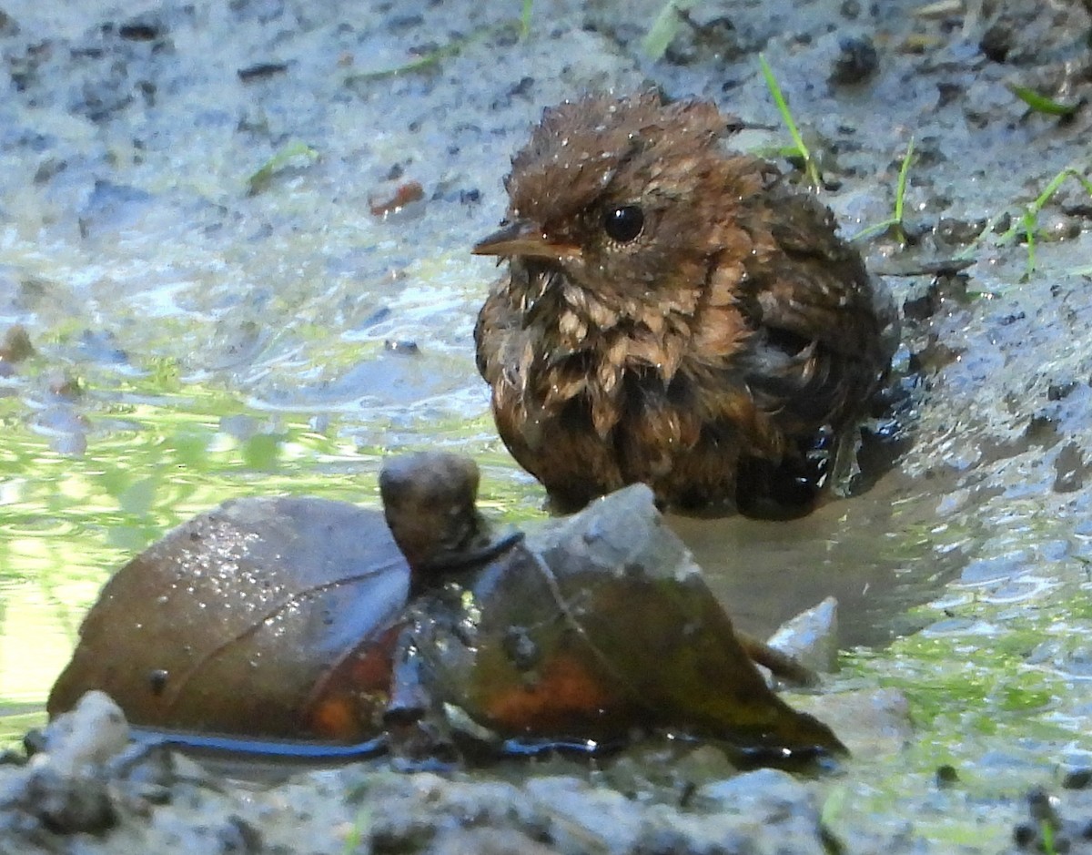 Winter Wren - ML640967148