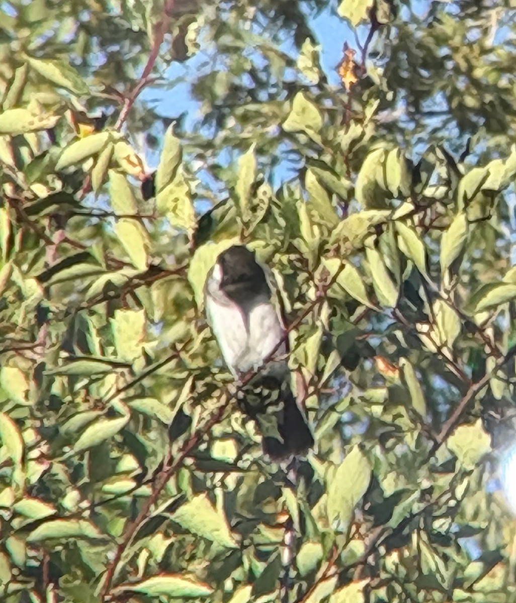 Eastern Kingbird - ML640967197