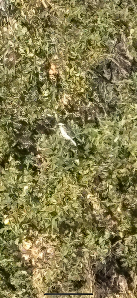 Eastern Kingbird - ML640967198