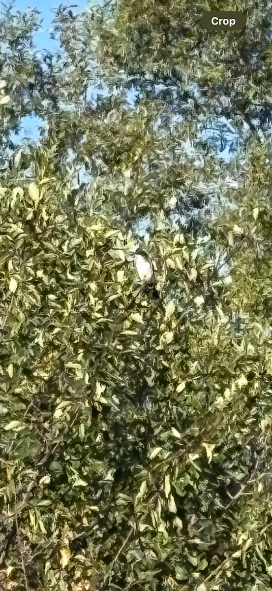 Eastern Kingbird - ML640967200