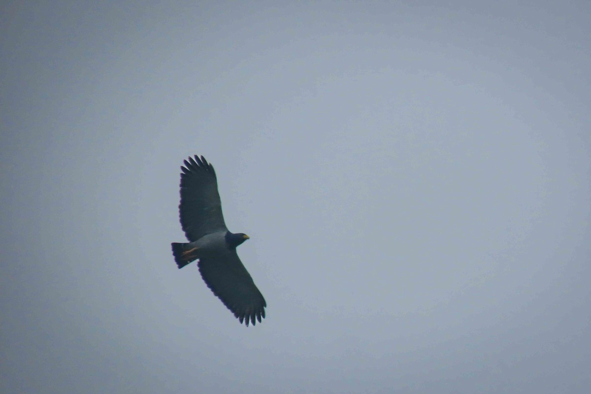 Barred Hawk - ML640967201