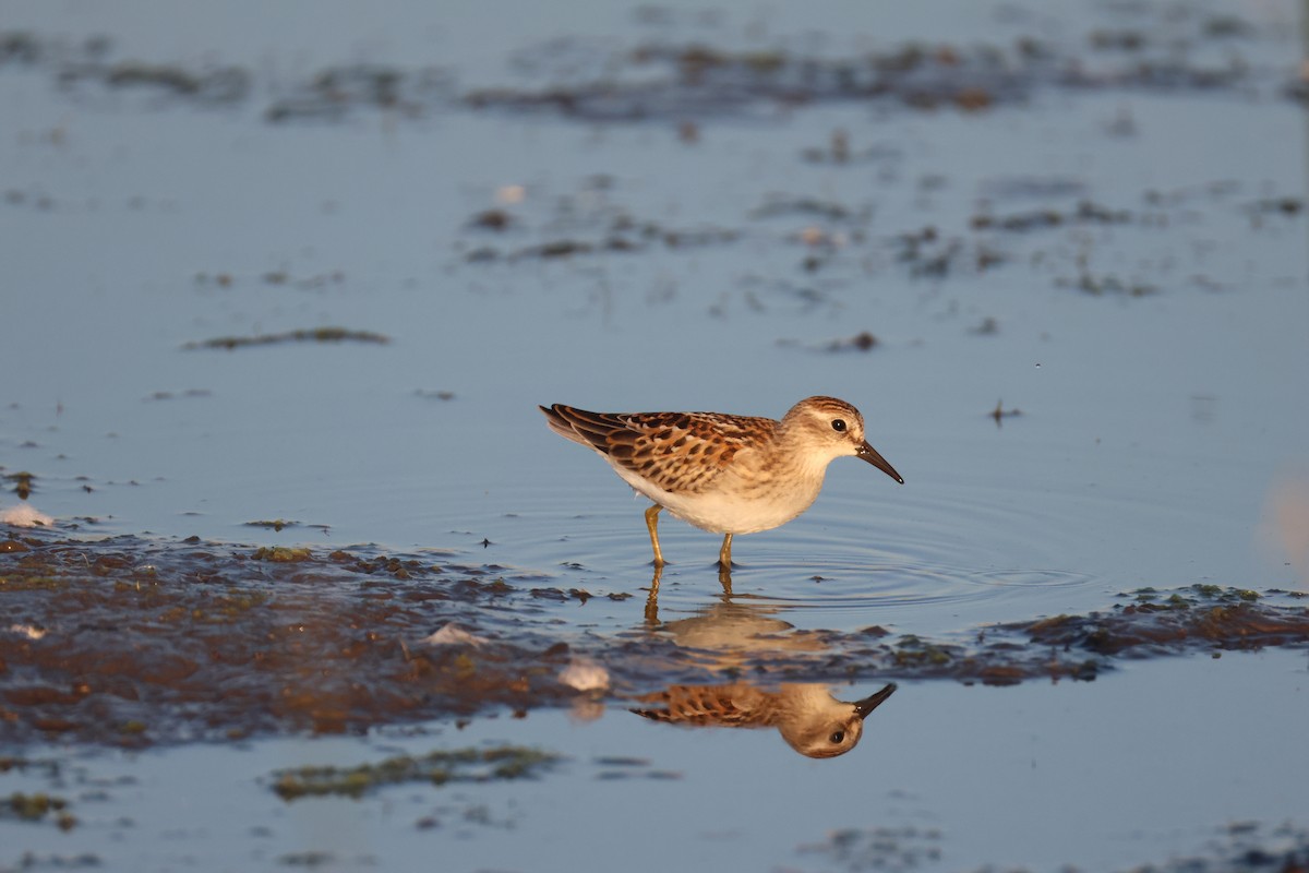 Least Sandpiper - ML640967204