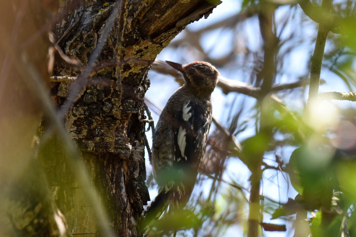 Red-naped Sapsucker - ML640967246