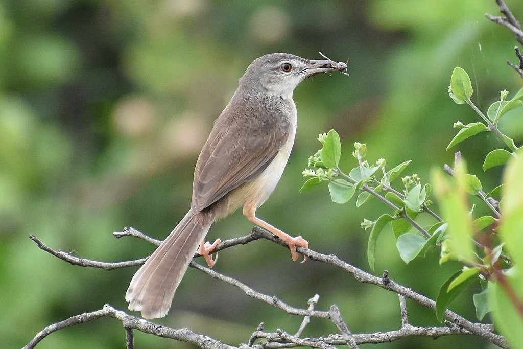 Jungle Prinia - ML640967254