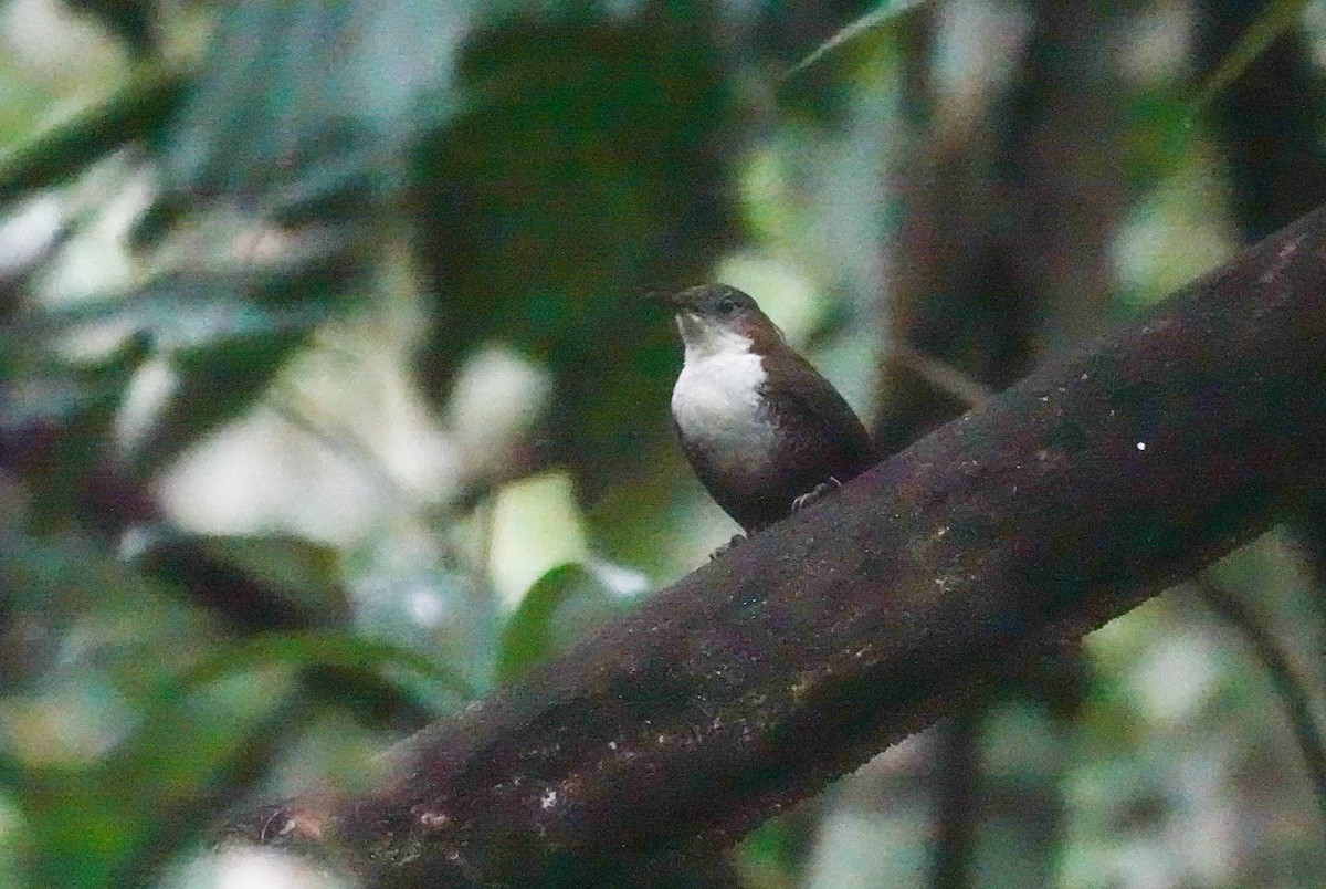 Scaly-breasted Wren (Southern) - ML640967265