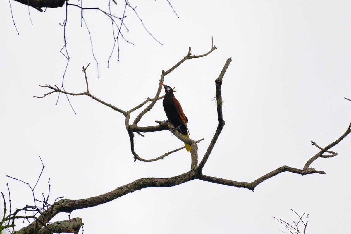 montezumaoropendola - ML640967294