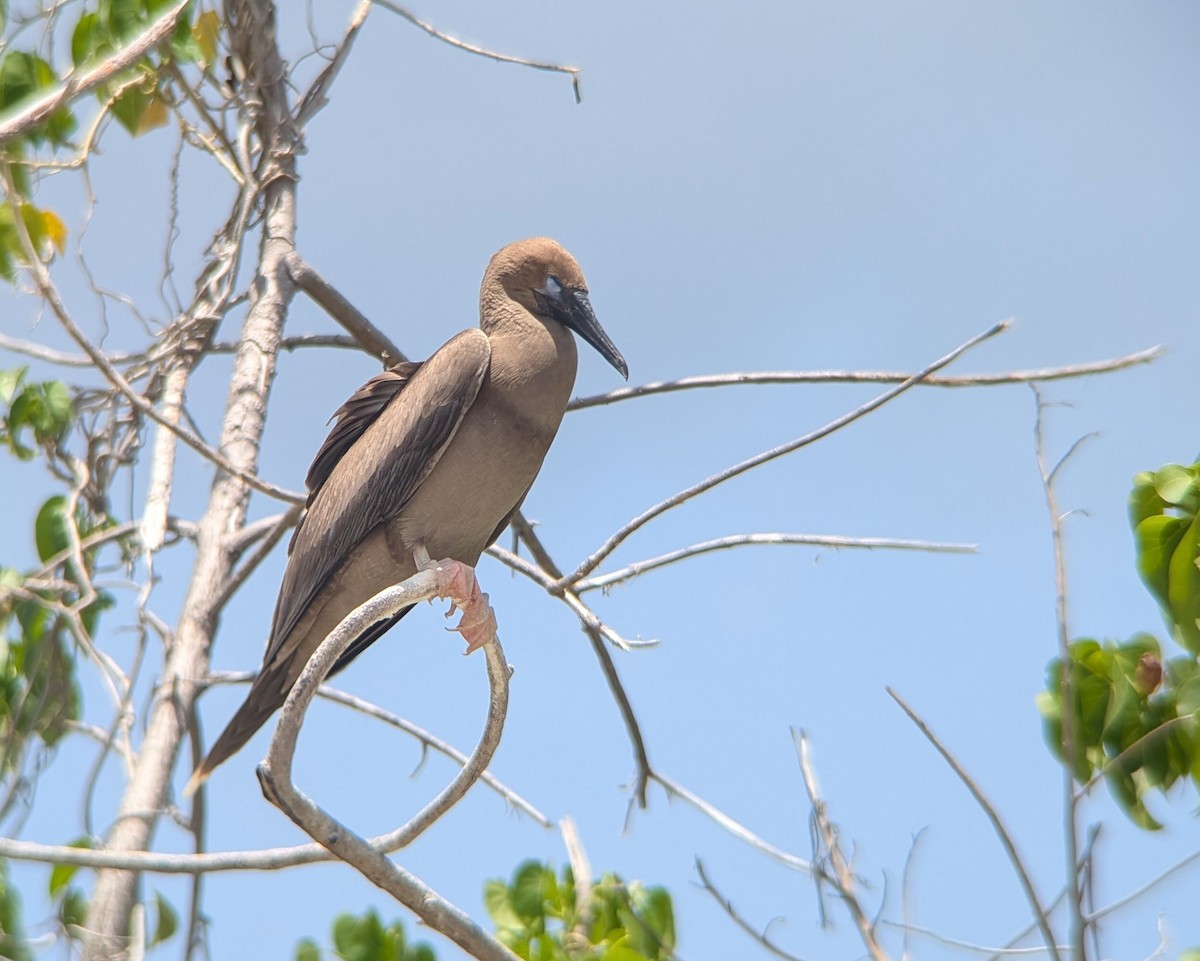 Red-footed Booby - ML640967376
