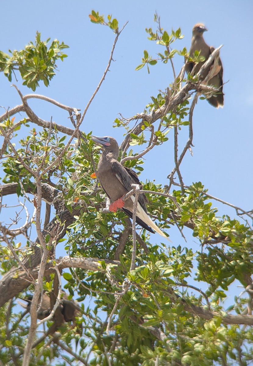 Red-footed Booby - ML640967383