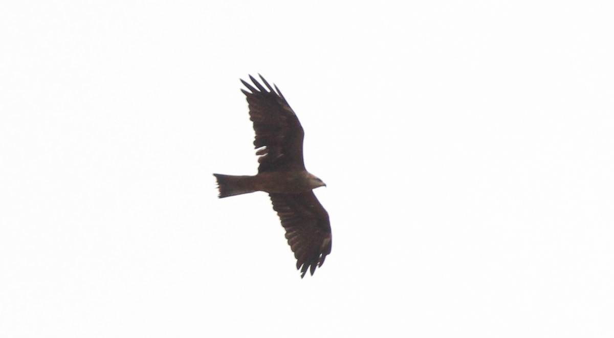 Black Kite - ML640967416