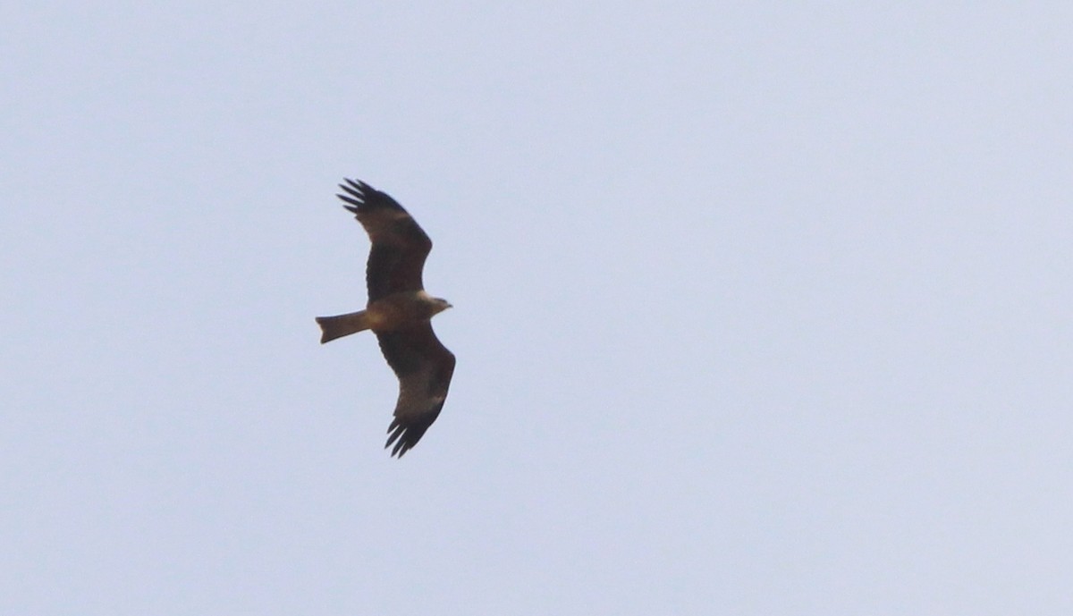 Black Kite - ML640967429