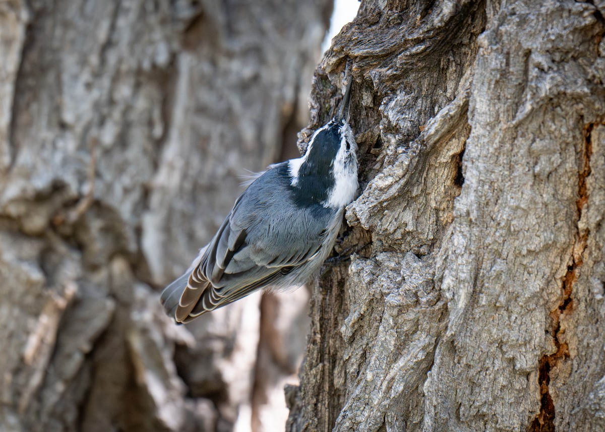 White-breasted Nuthatch - ML640967466