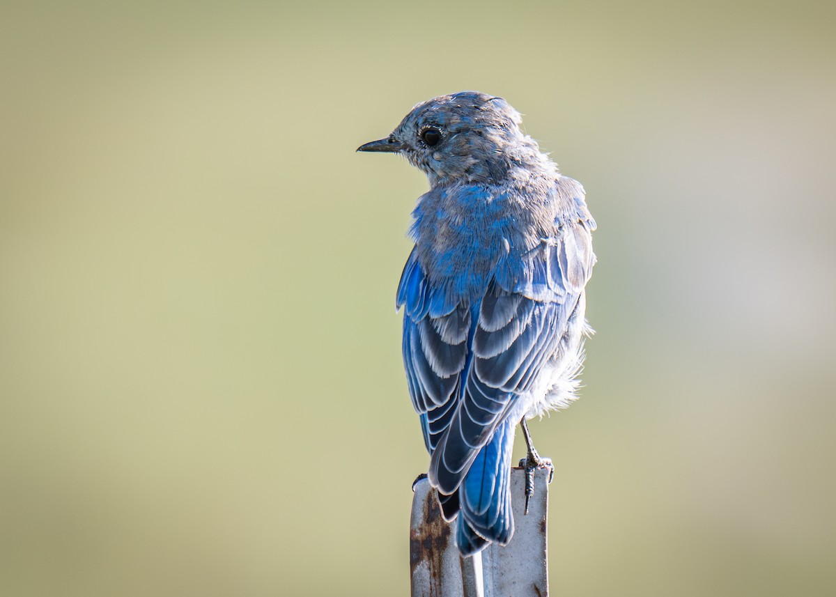 Mountain Bluebird - ML640967472