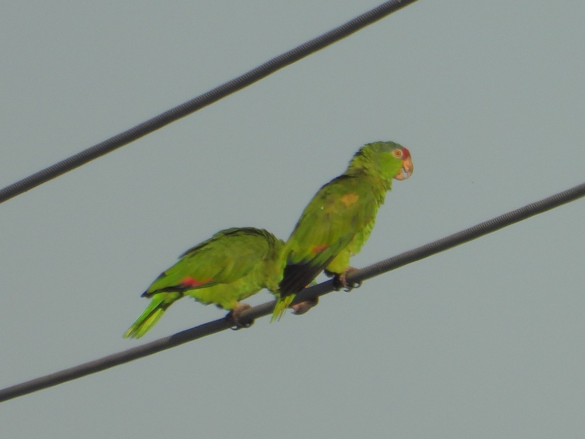 Lilac-crowned Amazon - ML640967550