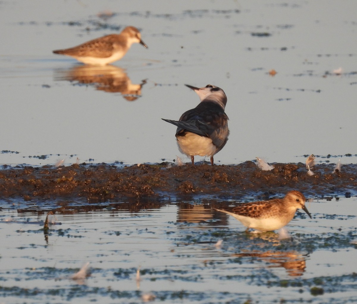 Least Sandpiper - ML640967563