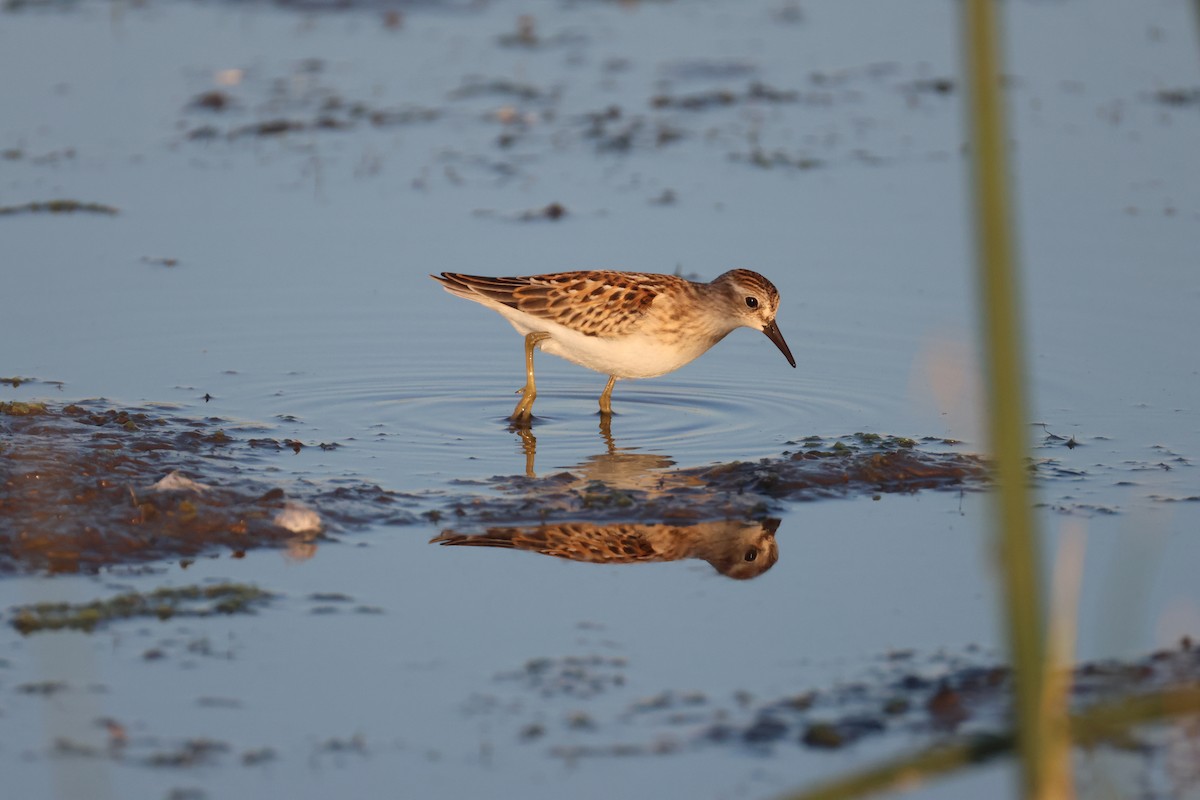 Least Sandpiper - ML640967589