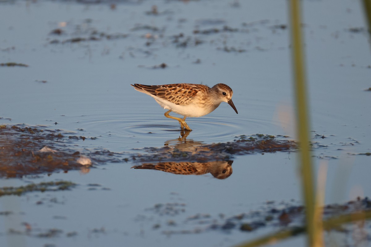 Least Sandpiper - ML640967594