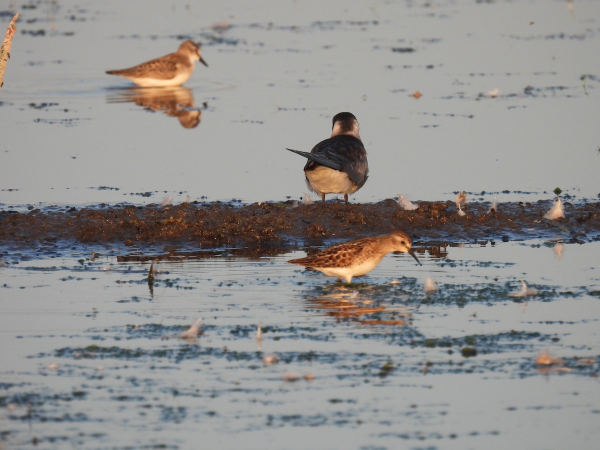 Least Sandpiper - ML640967598