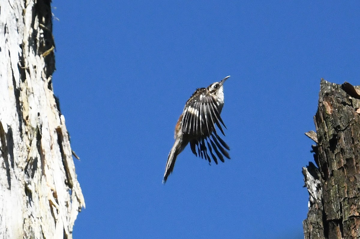 Hodgson's Treecreeper - ML640967691