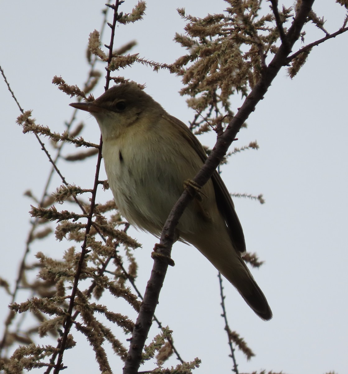 Marsh/Common Reed Warbler - ML640967692