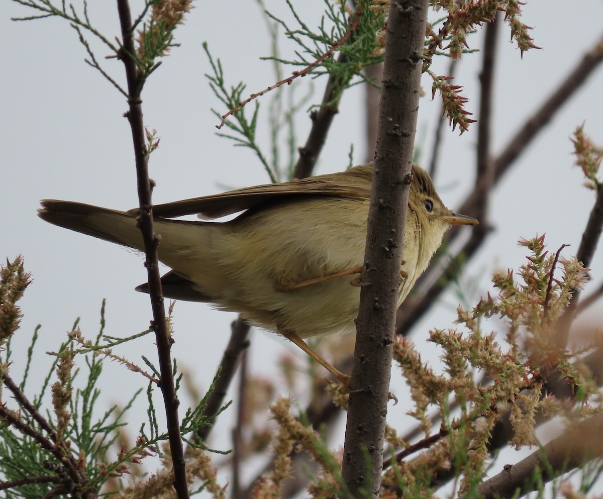Marsh/Common Reed Warbler - ML640967693