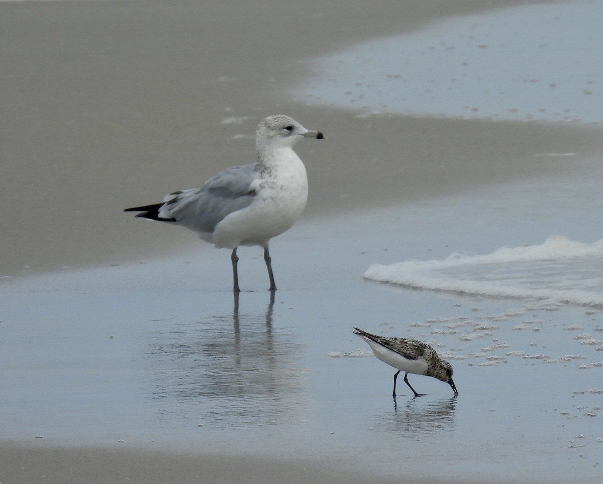 Ring-billed Gull - ML640967725