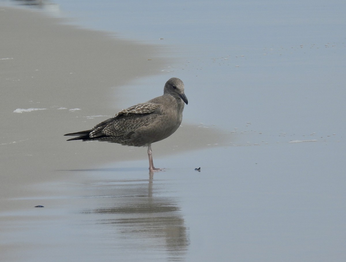American Herring Gull - ML640967730