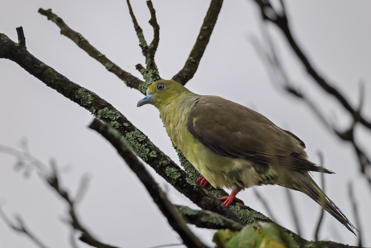 Wedge-tailed Green-Pigeon - ML640967735