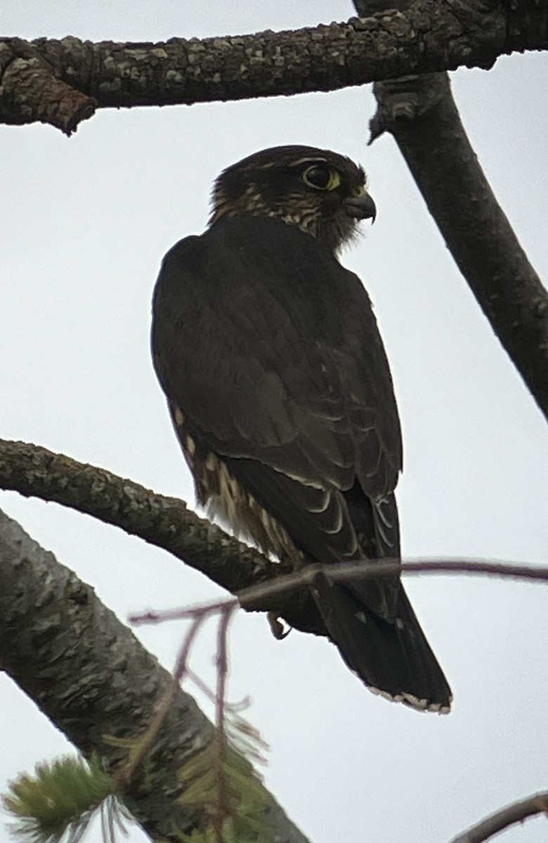 dřemlík tundrový - ML640967750