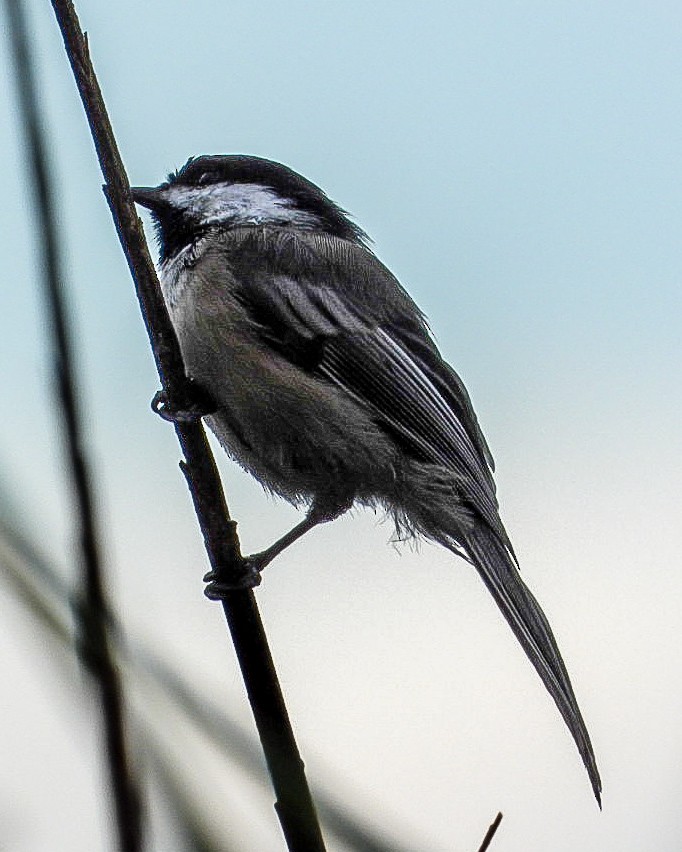 Black-capped Chickadee - ML640967763
