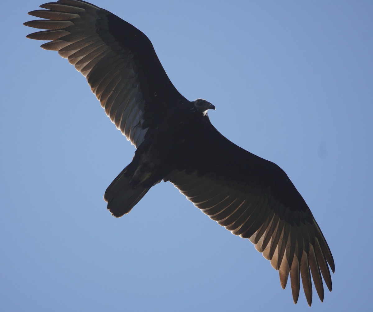 Turkey Vulture - ML640967793