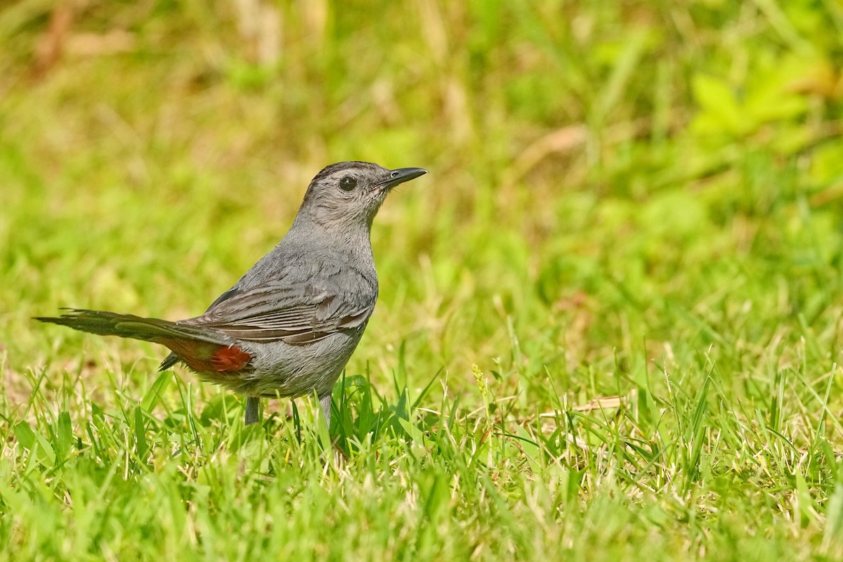 Gray Catbird - ML640967801