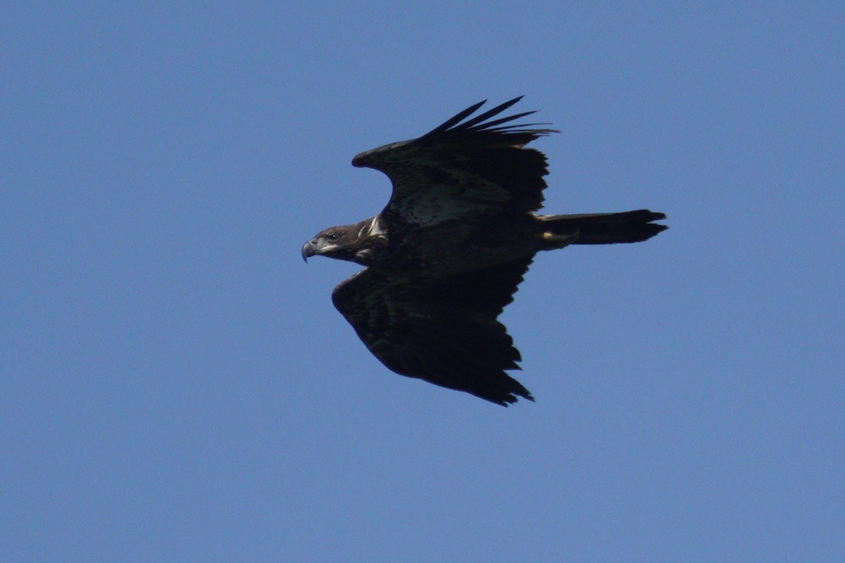 Bald Eagle - ML640967804