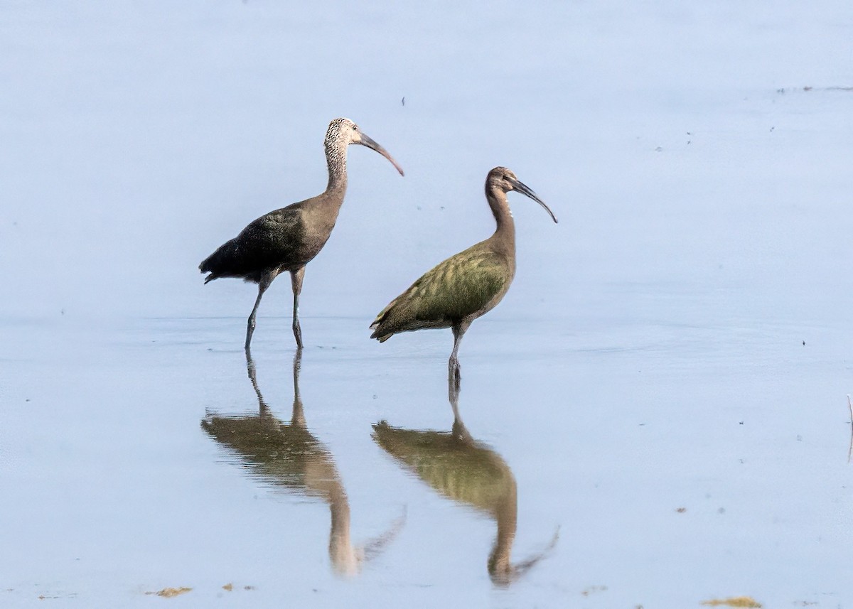 White-faced Ibis - ML640967846