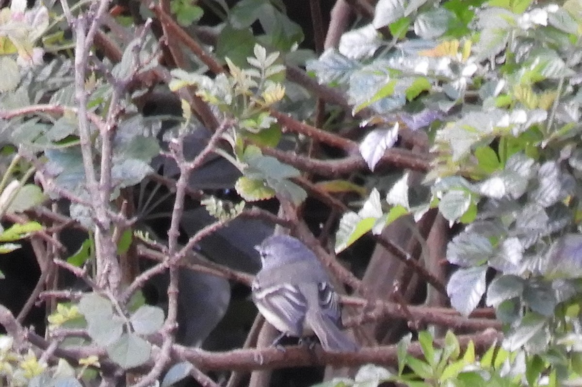 White-crested Tyrannulet - ML640967857