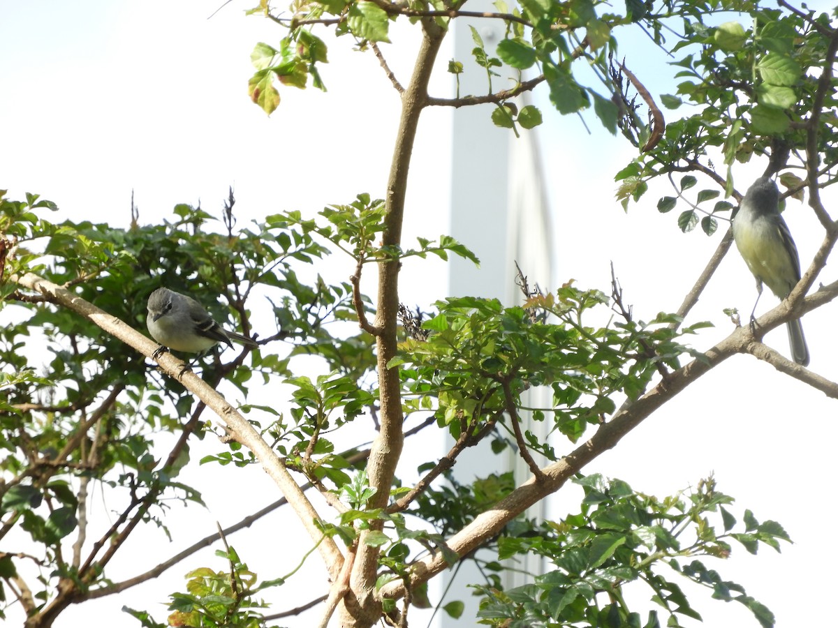 White-crested Tyrannulet - ML640967858