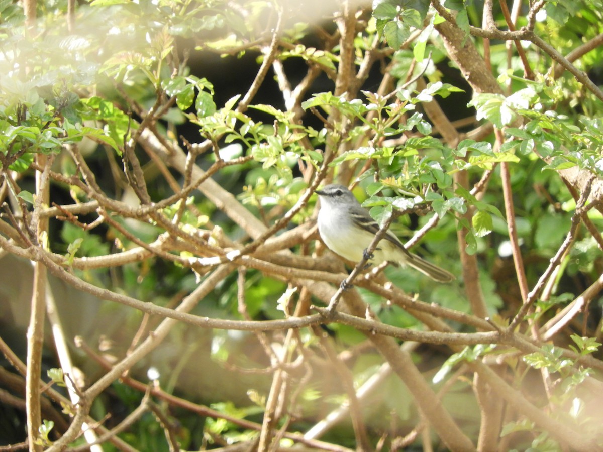 White-crested Tyrannulet - ML640967859