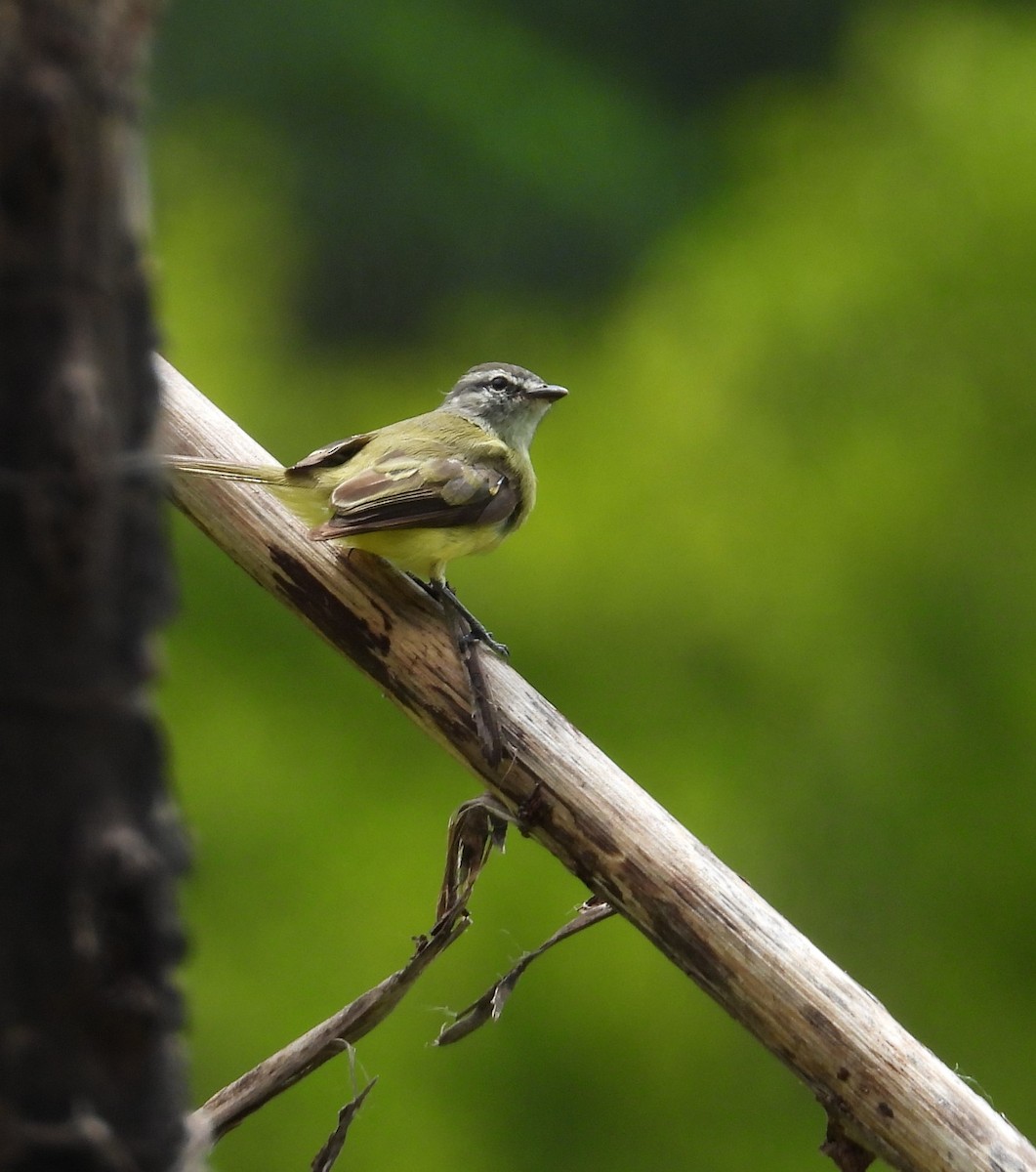 Sooty-headed Tyrannulet - ML640967863