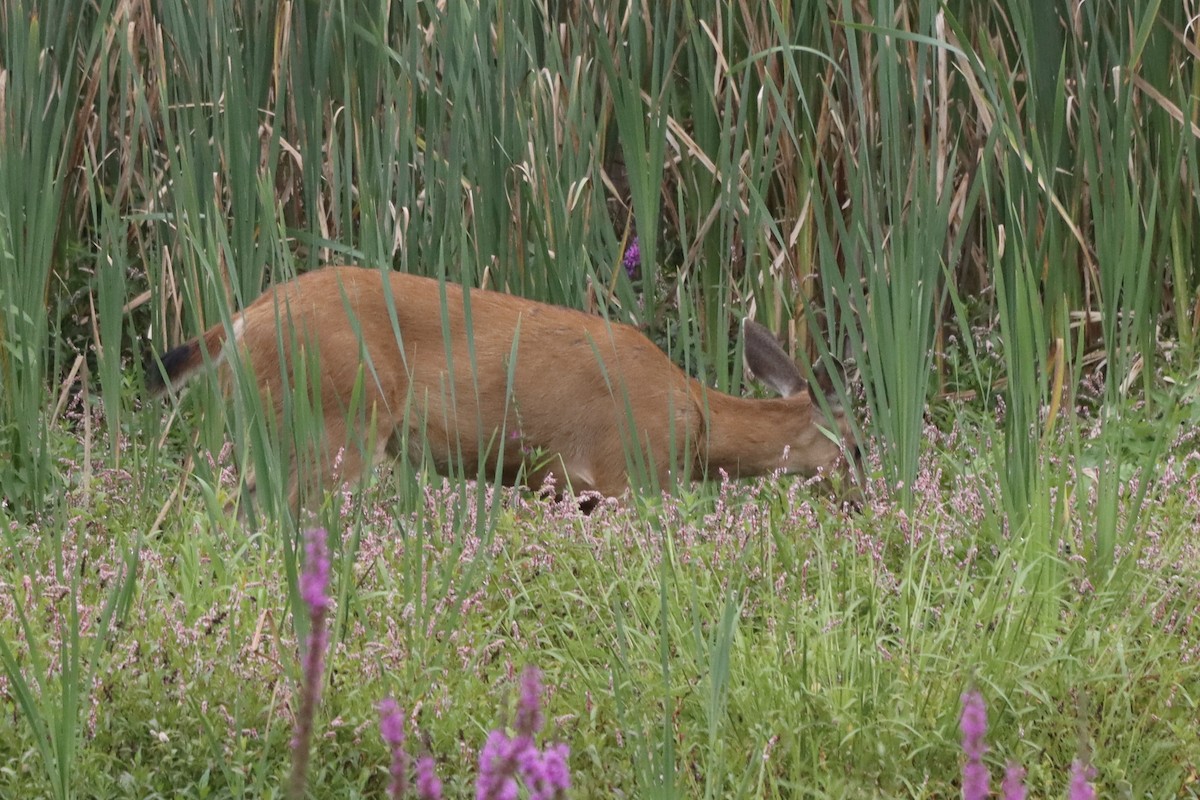 Animals - ML640967874