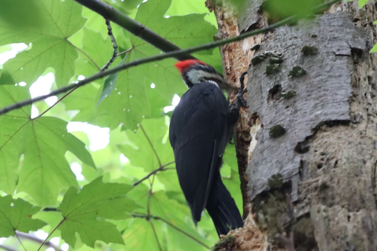 Pileated Woodpecker - ML640967885