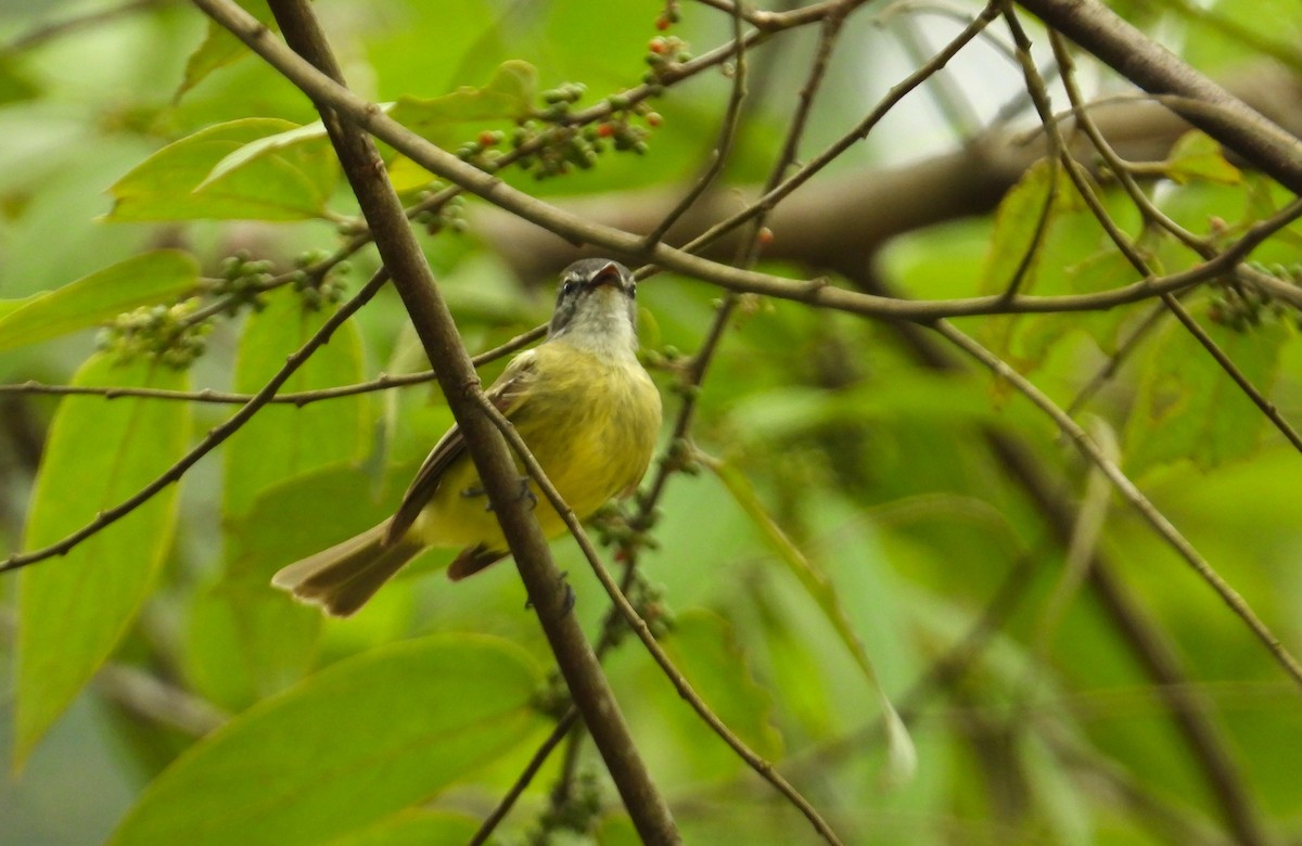 Sooty-headed Tyrannulet - ML640967887