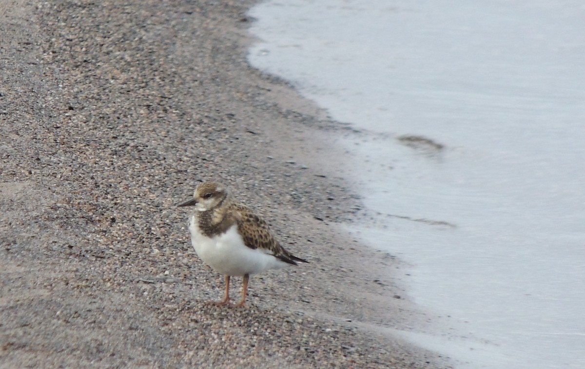Ruddy Turnstone - ML640967959