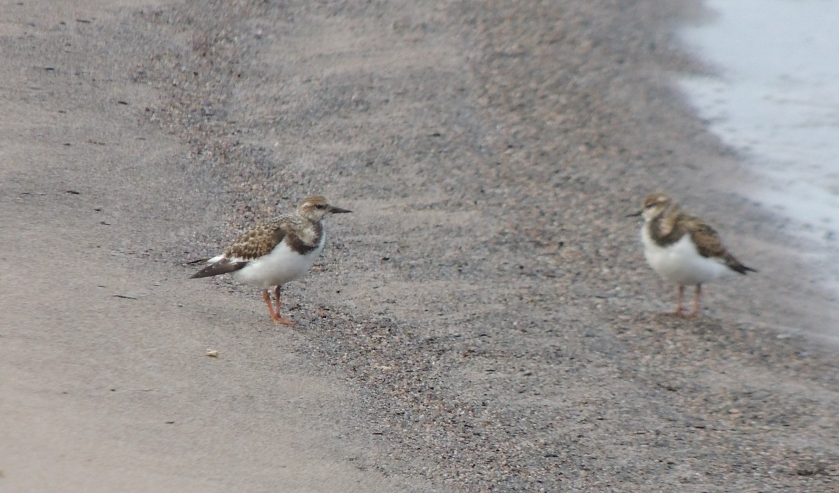 Ruddy Turnstone - ML640967960