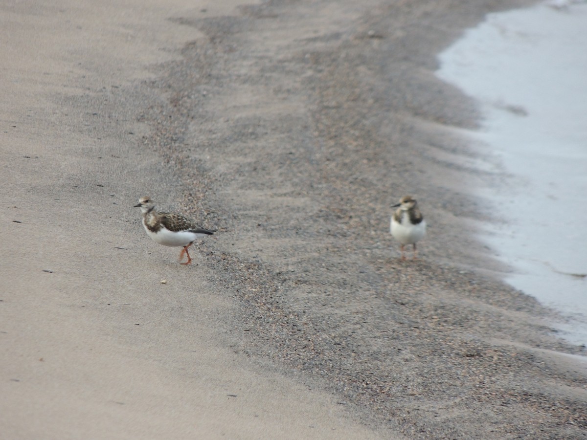 Ruddy Turnstone - ML640967961