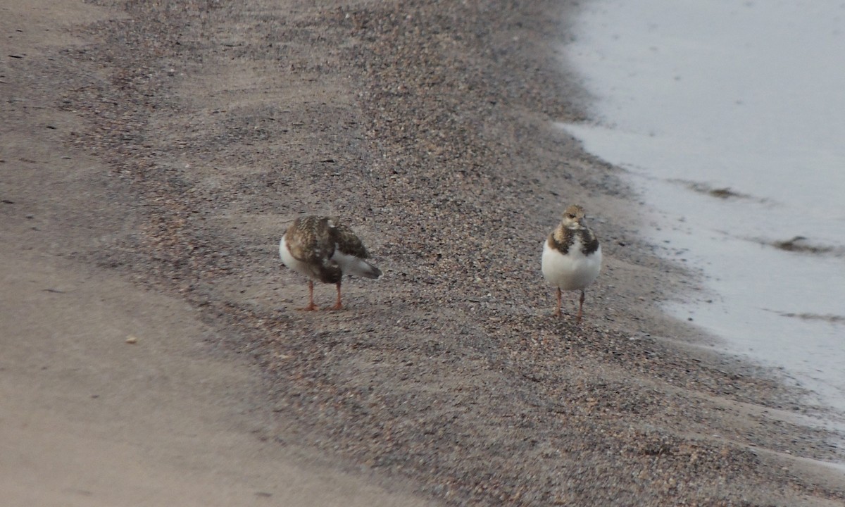 Ruddy Turnstone - ML640967962