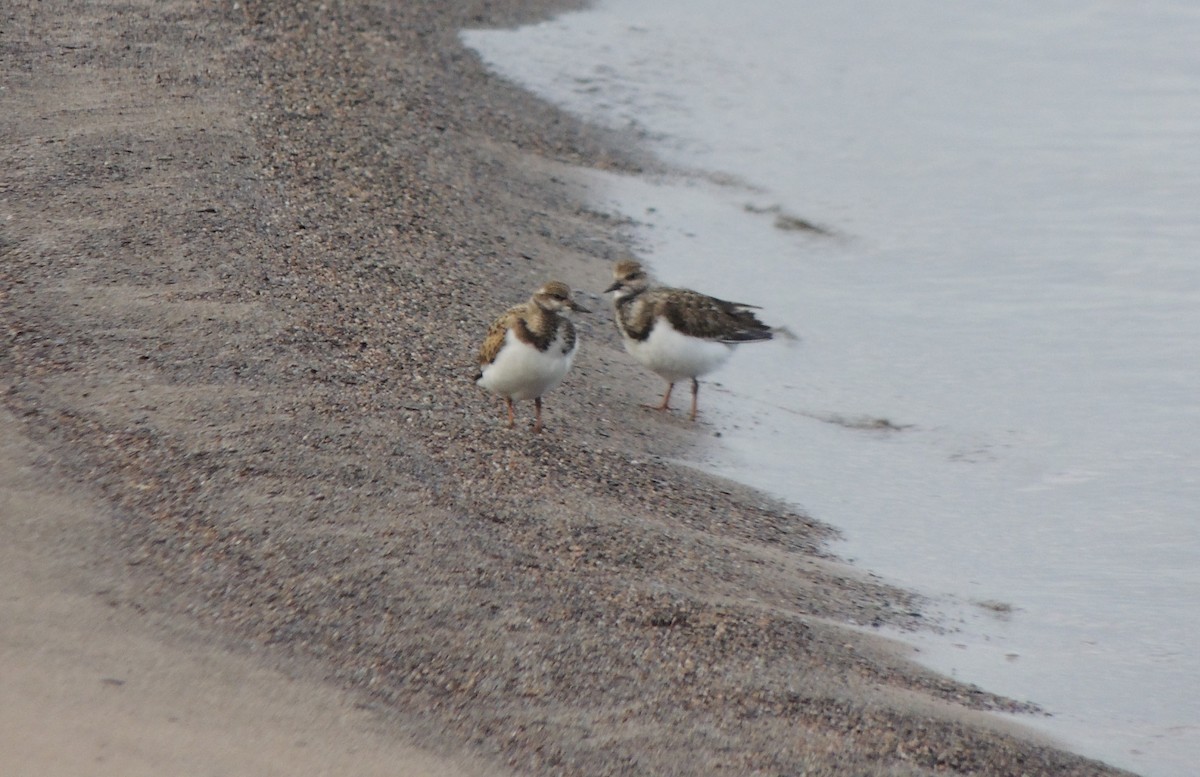 Ruddy Turnstone - ML640967963