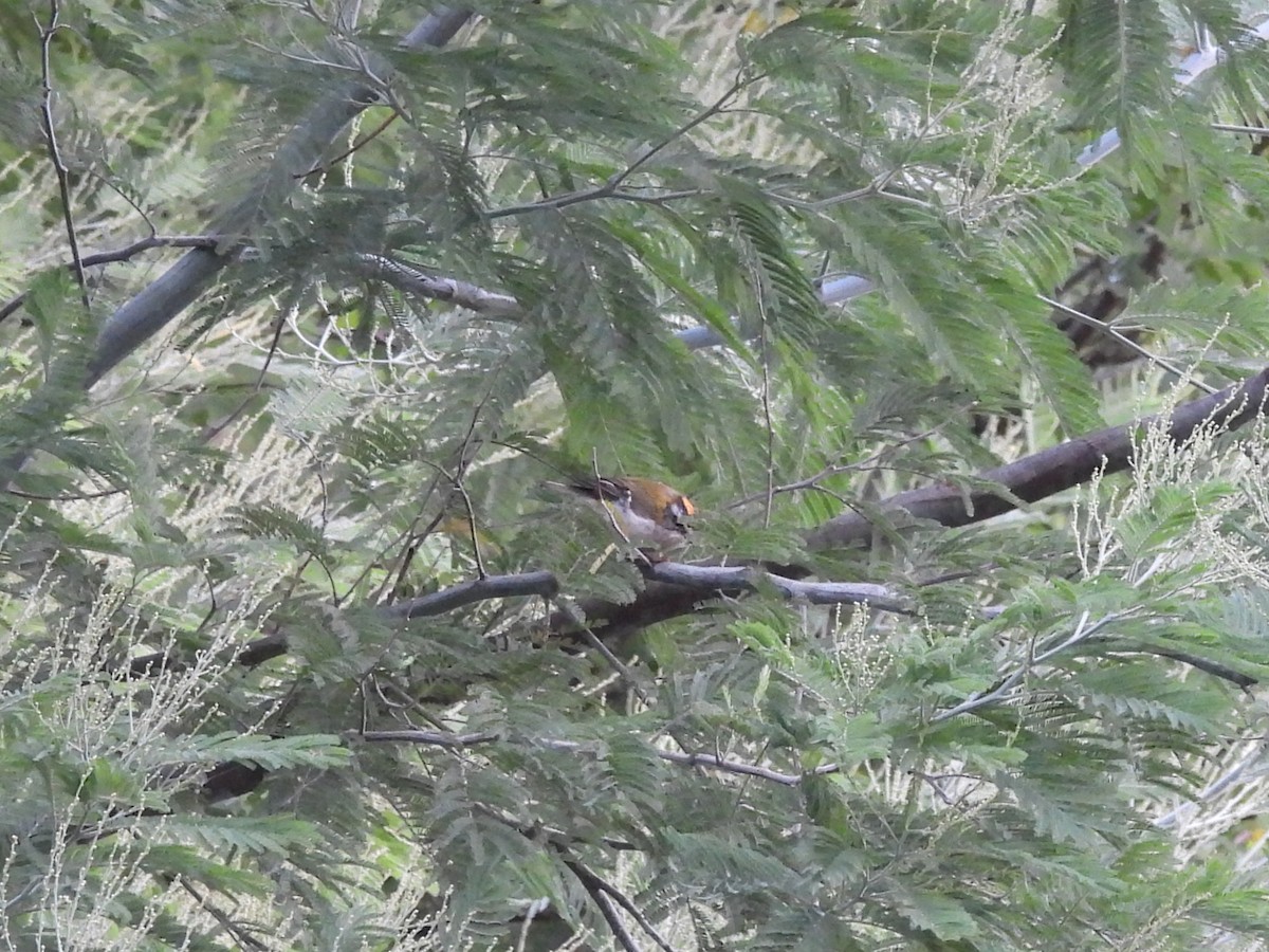 Common Firecrest - ML640967984