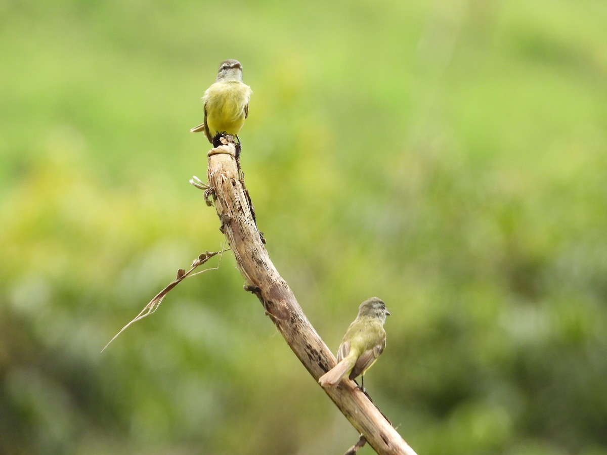 Sooty-headed Tyrannulet - ML640967993