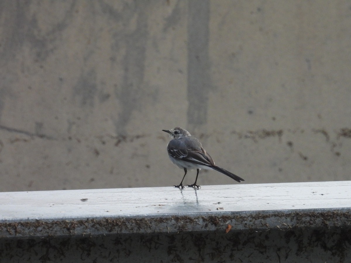 White Wagtail - ML640967994