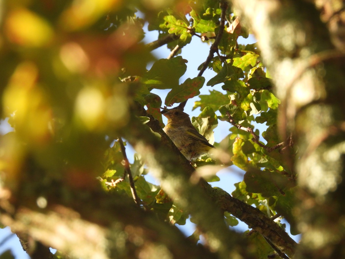 European Greenfinch - ML640968008